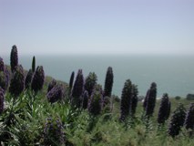 The Pacific Ocean...